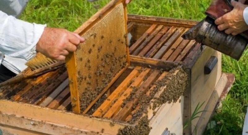 Egy jó hír a méhészeknek