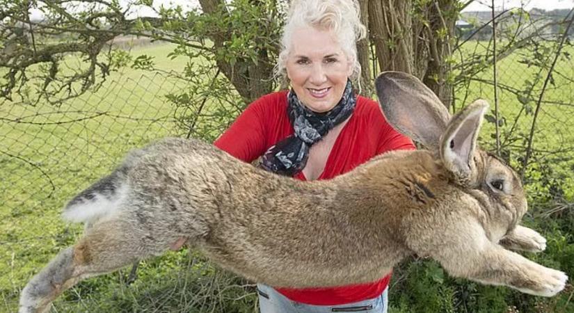 Ellopták a világ legnagyobb nyulát egy angliai faluból