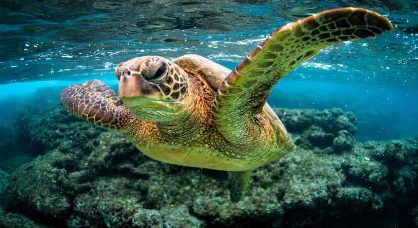 Megfejtették a tengeri teknősök vándorlásának titkát