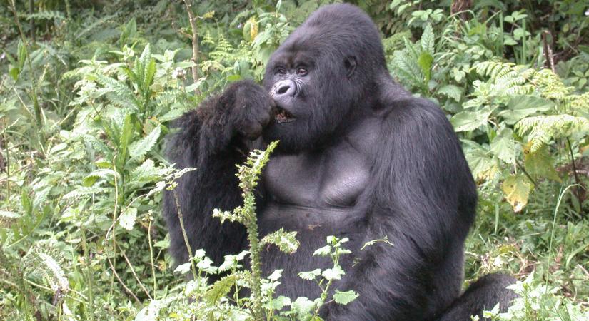 A gorillák kommunikációjának titkait tárta fel egy új kutatás