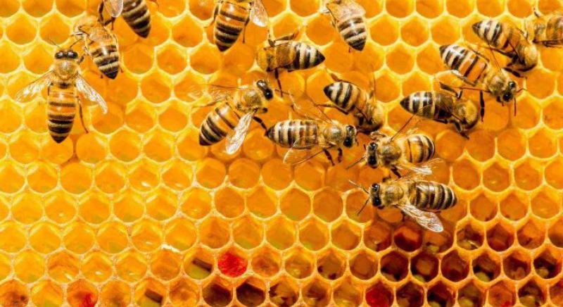 Visszavonulót fújtak a méhek a tavaszi fagyok miatt - A klímaváltozás a méheket, méhészeket egyaránt sújtja