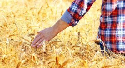 A 2021-es évben is magas árak lesznek a gabonafélék piacán?