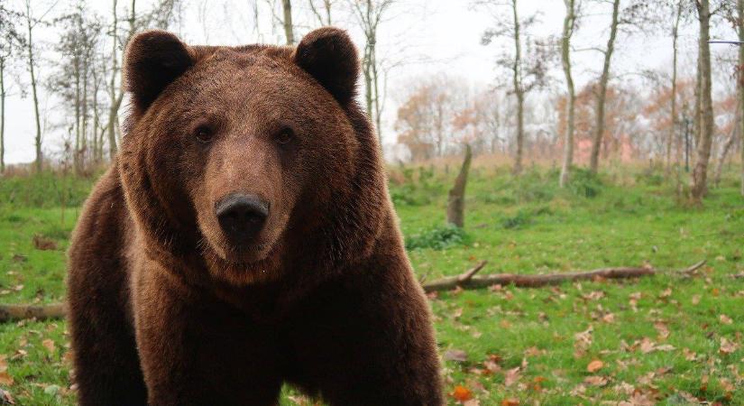 Medve ölt meg egy futó férfit Romániában