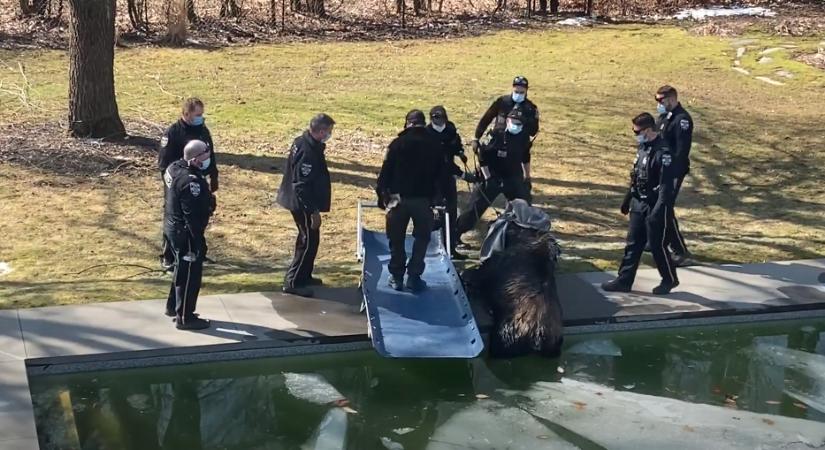 Egy medencébe esett jávorszarvast kellett kimenteni a rendőröknek