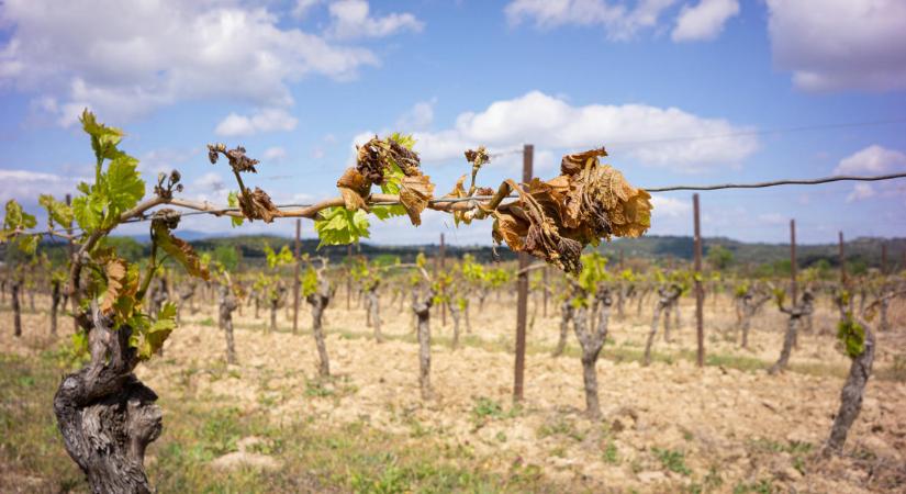 Úgy tűnik, a váratlan fagyok miatt lőttek az idei szőlőtermésnek Franciaországban