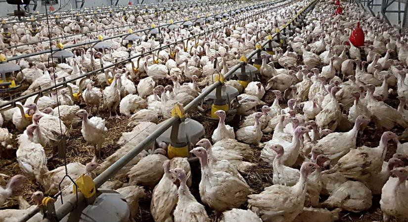 Brutális: 11 ezer pulykát kellett leölni Szabolcsban madárinfluenza miatt