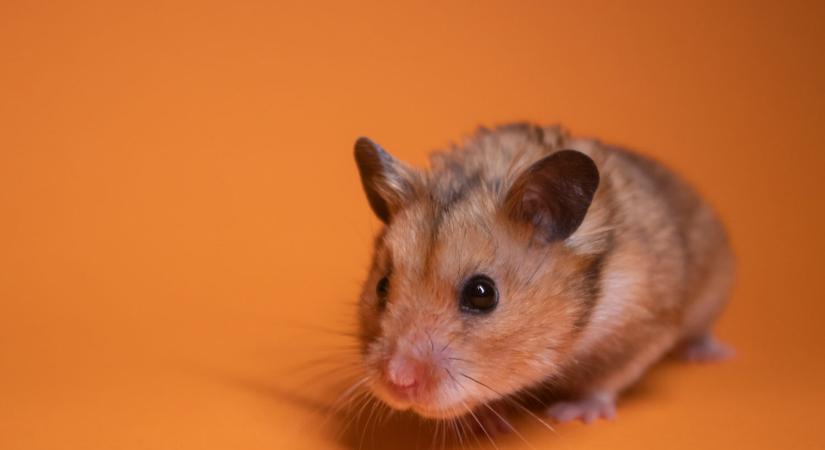 A spermidin javítja az egerek emlékezőképességét