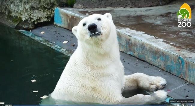 Így védik a depressziótól az állatkert cuki jegesmedvéjét – videó