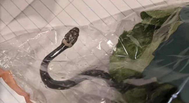 Kígyót talált az Aldi csomagolt salátájában egy vásárló