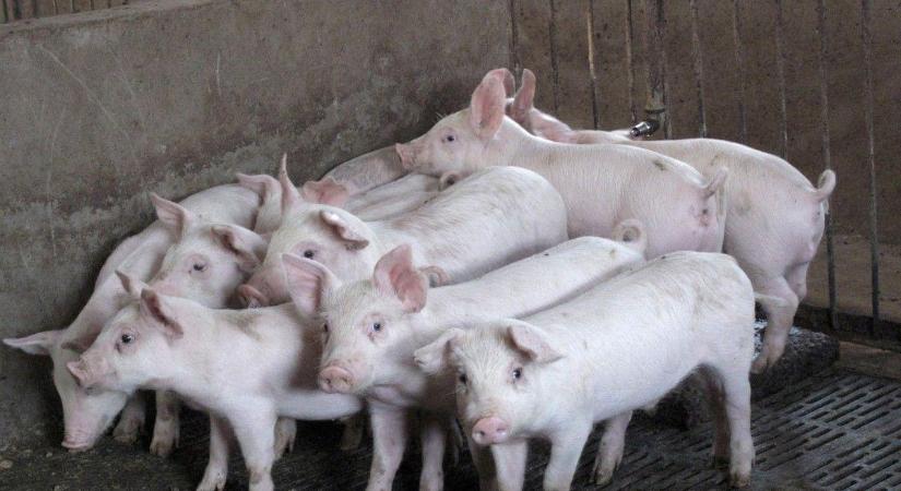 Sertéspestis Csernyivci megyében: 21 ezer állatot elpusztítanának el