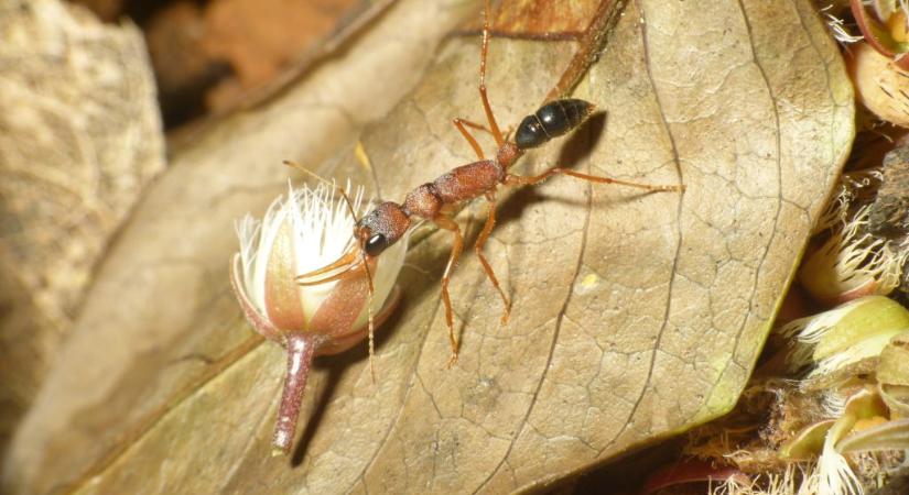 Egy hangya képes összezsugorítani, majd visszanöveszteni az agyát