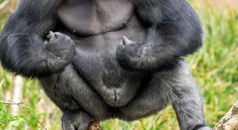 Tudja-e, miért ütik a mellkasukat a hím gorillák?