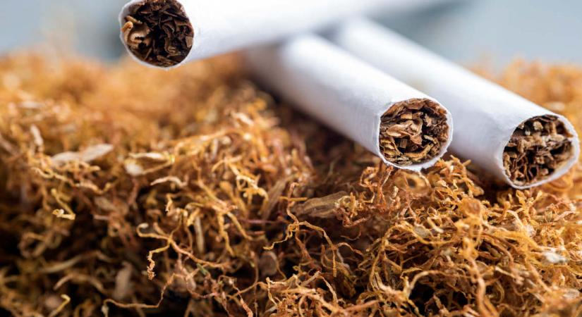 Lekapcsolták a nagyüzemi illegális dohánytermelőket