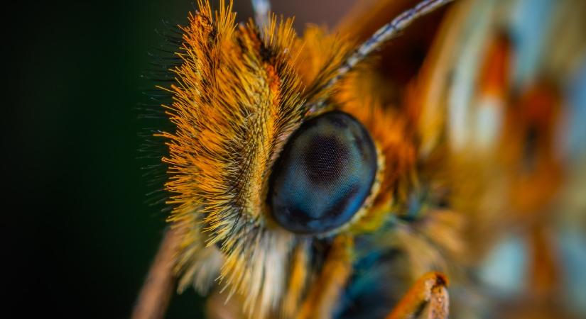 Egy indiai hangyafaj képes összezsugorítani, majd visszanöveszteni az agyát