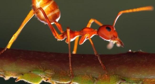 Egy hangyafaj képes összezsugorítani, majd visszanöveszteni az agyát