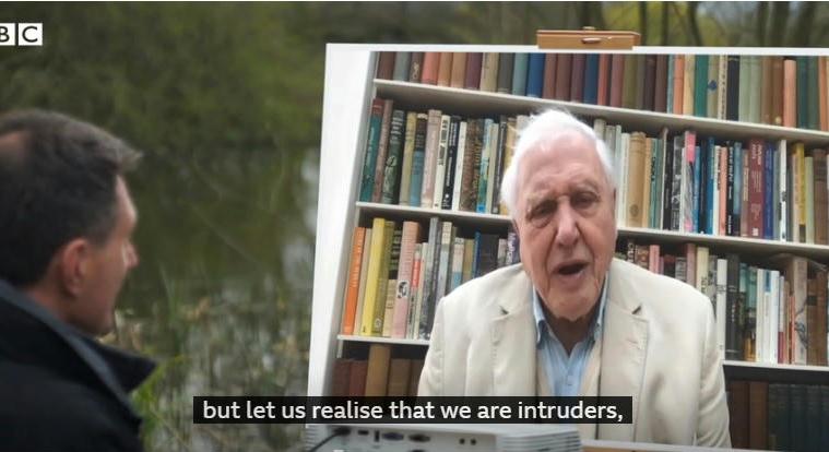 David Attenborough dokumentumfilmben mutatja be, hogyan tért magához a természet a lezárások alatt
