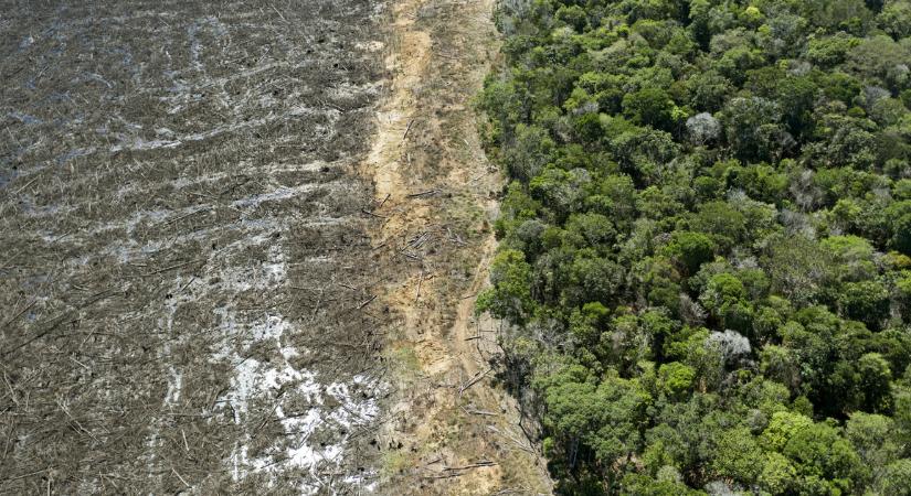 Brazília megígérte: egy évtizeden belül véget vetnek az esőerdő kiirtásának