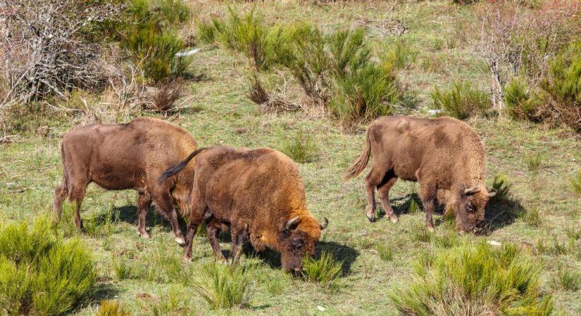 Az „élő fűnyíró” bölényeken múlhat a spanyol erdők sorsa