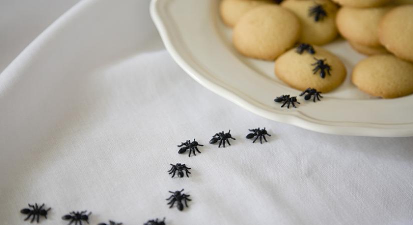 7 bevált házi praktika, hogy száműzd a hangyákat a konyhádból: természetes megoldásokat mutatunk