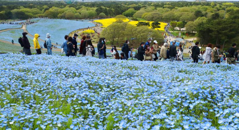 A cseresznyevirágzás után most egy kék virágért őrülnek meg a japánok – képek