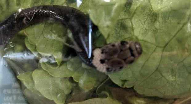 Kígyót is kapott a salátája mellé egy vásárló