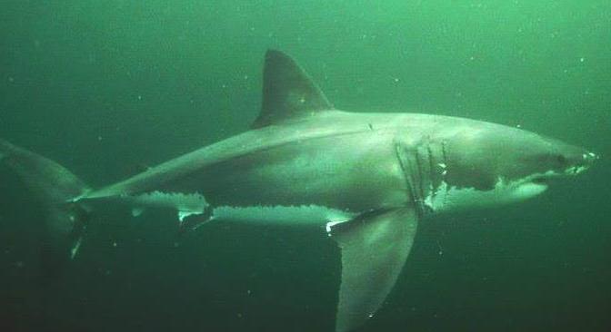 Gigantikus méretű nagy fehér cápát észleltek az Adrián - videó