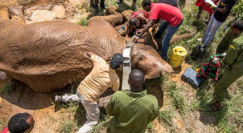 Szegedi elefántvédelem: speciális találmánnyal az afrikai orvvadászok ellen