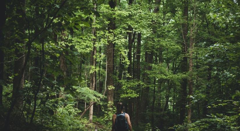 4 mesebeli magyar erdő, ahova el akarsz menni kirándulni