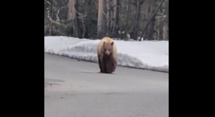 Sokáig követte a futót egy éhes medve egy amerikai nemzeti parkban – videó