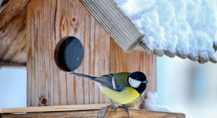 A madarak közelsége jót tesz a mentális egészségnek
