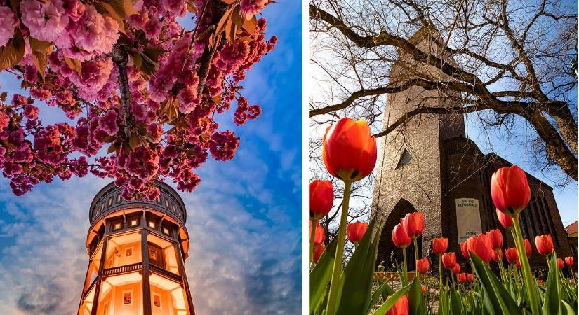 Árvácskától tulipánig: virág- és színkavalkád a tavaszi Szegeden