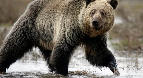 Halálra marcangolt egy túravezetőt egy grizzly medve a Yellowstone Nemzeti Park közelében