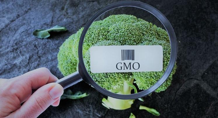 Hiába károsak, nem szabadulunk meg a GMO-któl, az Európai Bizottság ragaszkodik hozzájuk