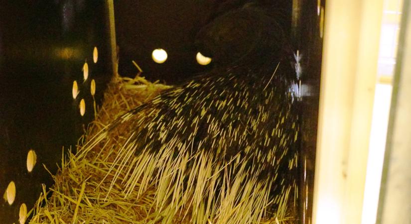Szabadon kószáló tarajos sült fogtak be a Fertő-Hanság Nemzeti Parkban, a győri állatkertbe vitték – fotók
