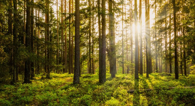 Meseszép környezetben zajlik majd a kutatás: Galgamácsa mellett nyílik újabb magyar erdőrezervátum