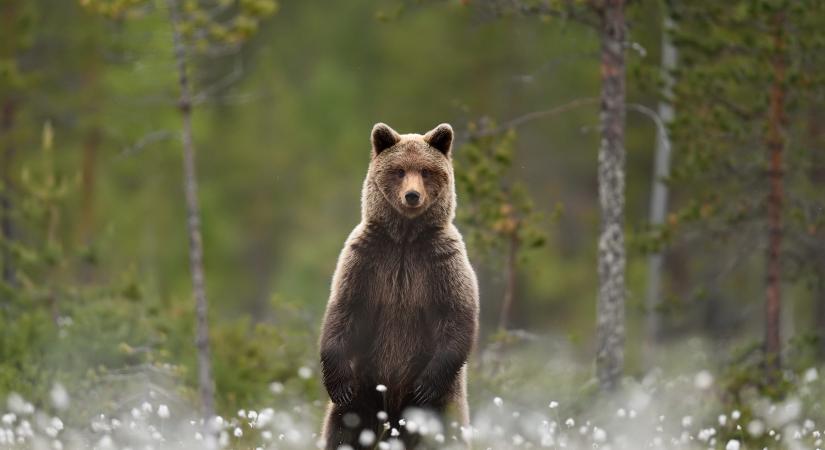 Sokáig követte a futót egy éhes medve egy amerikai nemzeti parkban (videó)