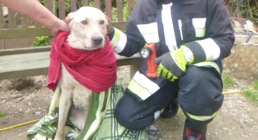 Kútba esett kutyát mentettek a marcali tűzoltók