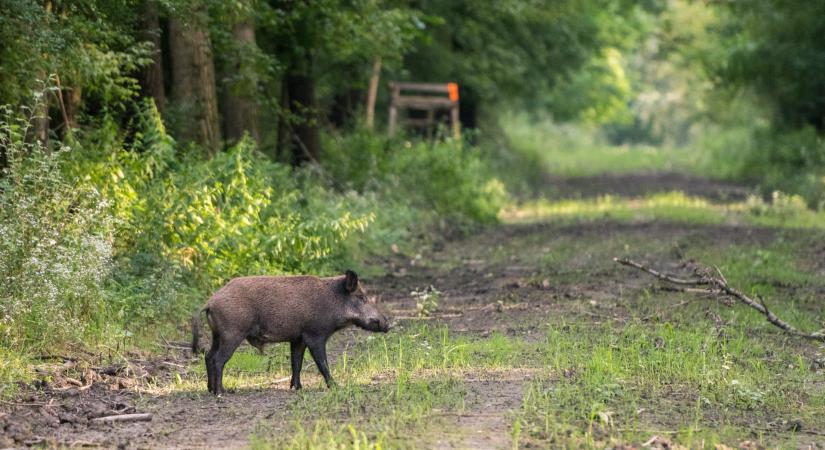 Sertéspestis: harmadára csökkent Nógrád megye vaddisznóállománya