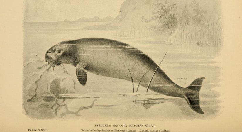Feltárták a kihalt Steller-tengeritehén genomját
