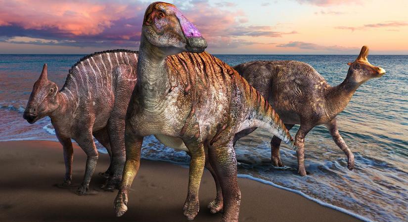 Eddig ismeretlen kacsacsőrű dinoszauruszt azonosítottak Japánban