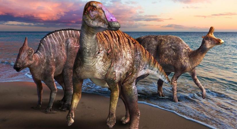 Új kacsacsőrű dinoszaurusz nemzetséget találtak Japánban