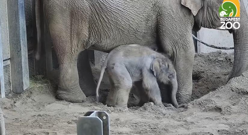 Megszületett a kiselefánt a Fővárosi Állatkertben-videó