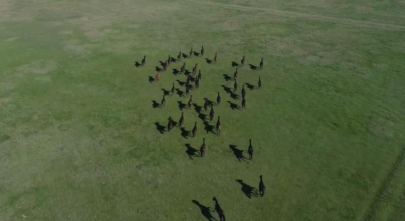 Csodálatos drónfelvételen látható, ahogy a ménest kihajtják a Hortobágyra