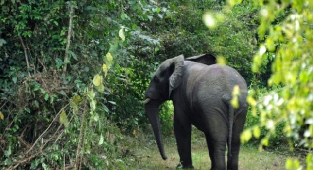 Kihalófélben vannak az elefántok Elefántcsontparton