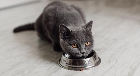 Mire kell figyelni a macska étrendjének összeállításakor?