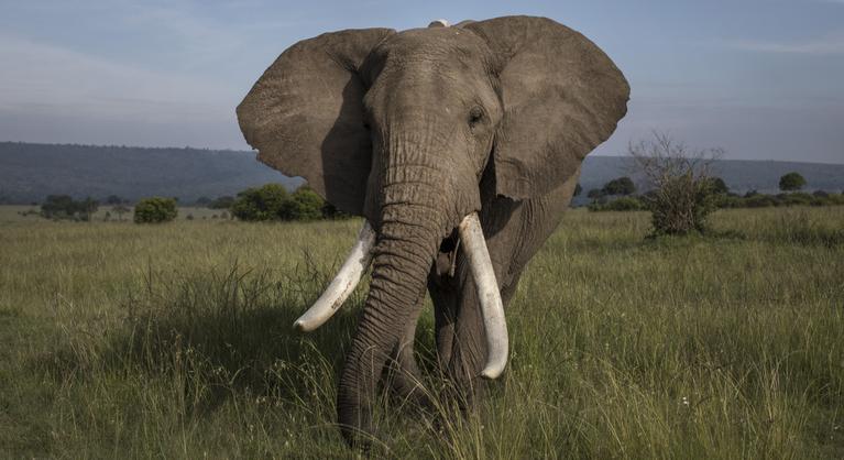 A kakaó miatt vészesen fogy az elefánt Elefántcsontparton