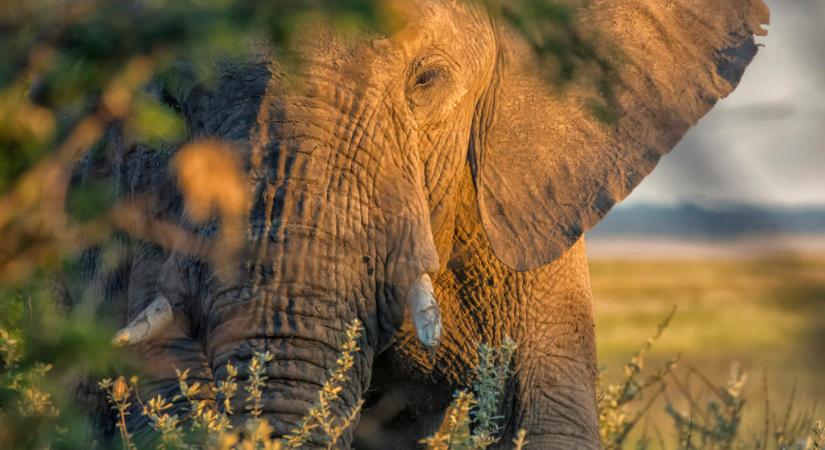 Alig maradt elefánt Elefántcsontparton