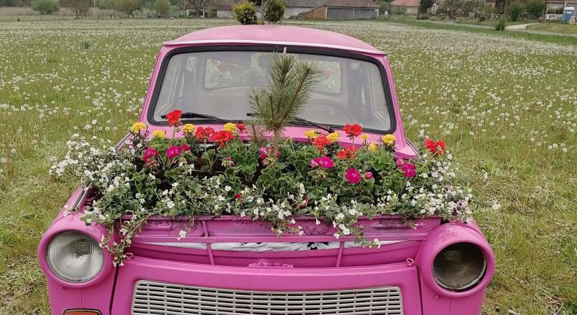 Ilyet sem sűrűn látni: virágládaként funkcionál a rózsaszín Trabant Egeraracsán