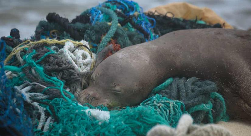 Több mint 47 tonna műanyagot szedtek össze a tengeri rezervátumban