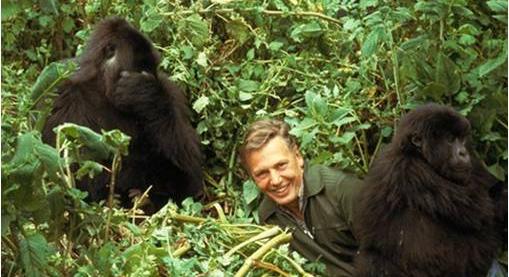 Az élet megy tovább – felfrissítették David Attenborough egyik legismertebb munkáját